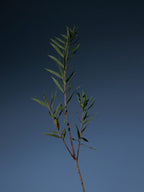 AROMATICA Tea Tree Purifying Tonic | Cooling Scalp Tonic for Oily & Itchy Scalp
