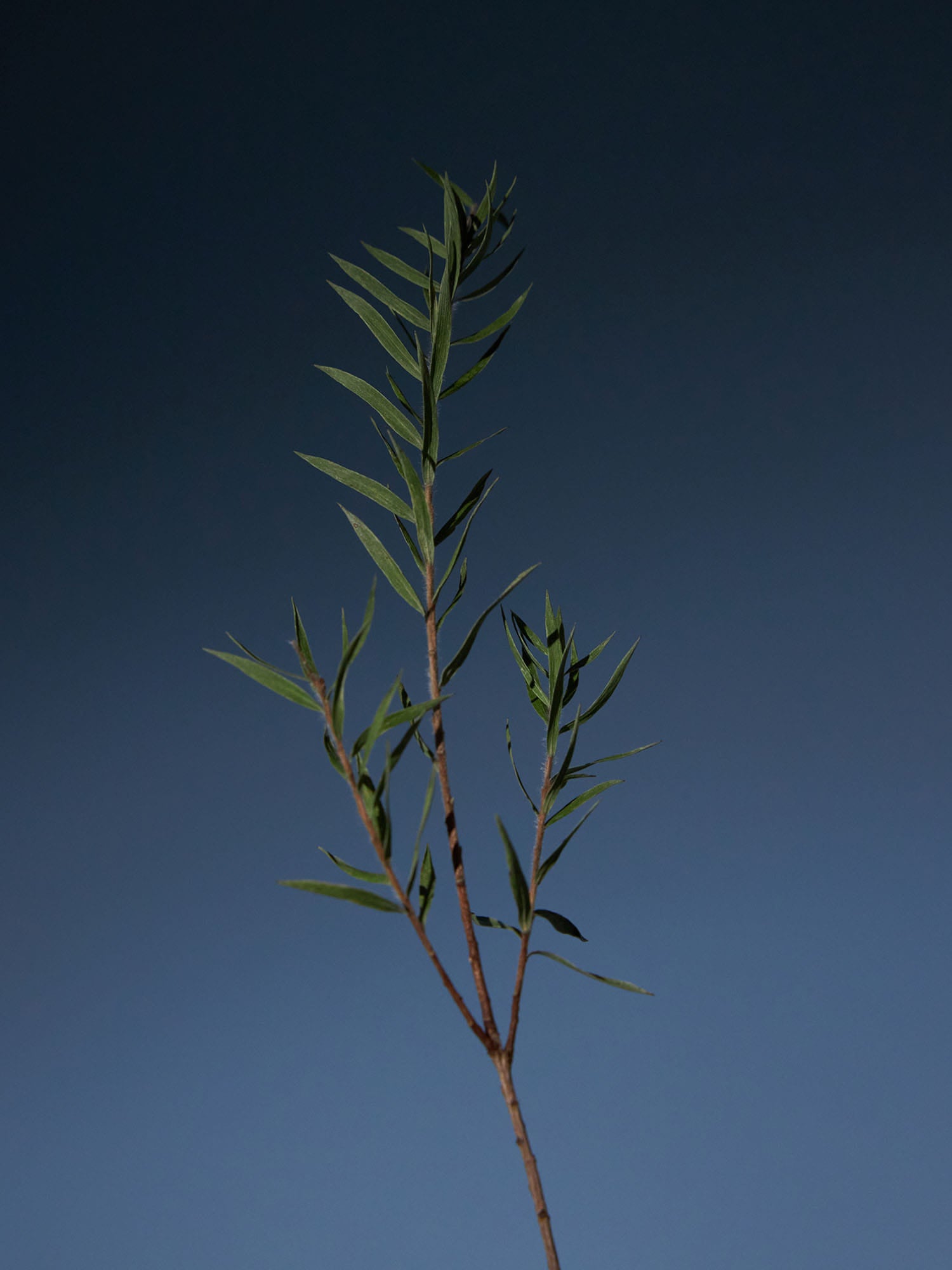 AROMATICA Tea Tree Purifying Tonic | Cooling Scalp Tonic for Oily & Itchy Scalp