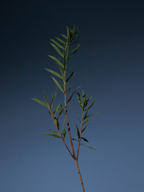 AROMATICA Tea Tree Purifying Tonic | Cooling Scalp Tonic for Oily & Itchy Scalp