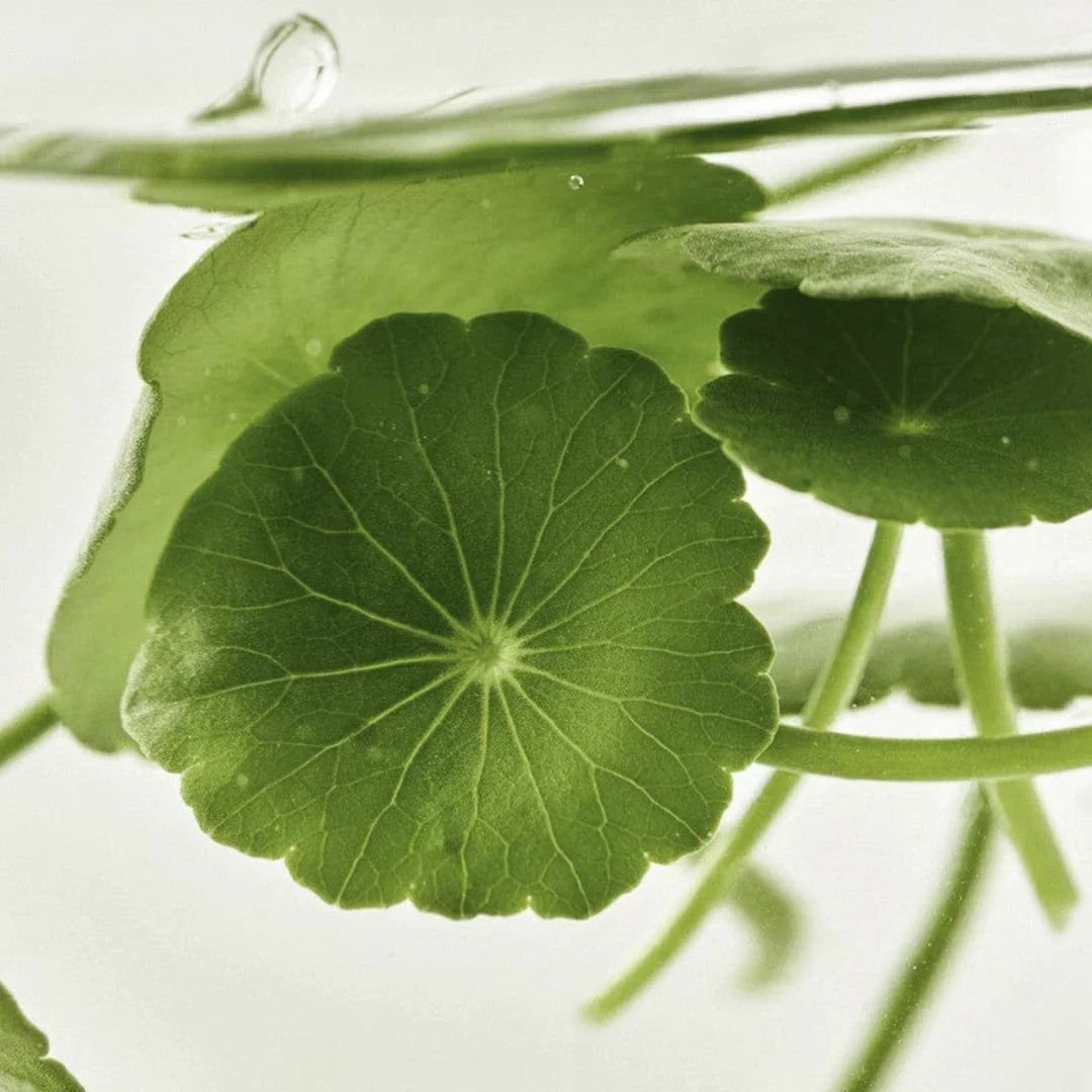 [Beauty of Joseon] Light On Serum Centella + Vita C (30ml/1.01fl.oz)