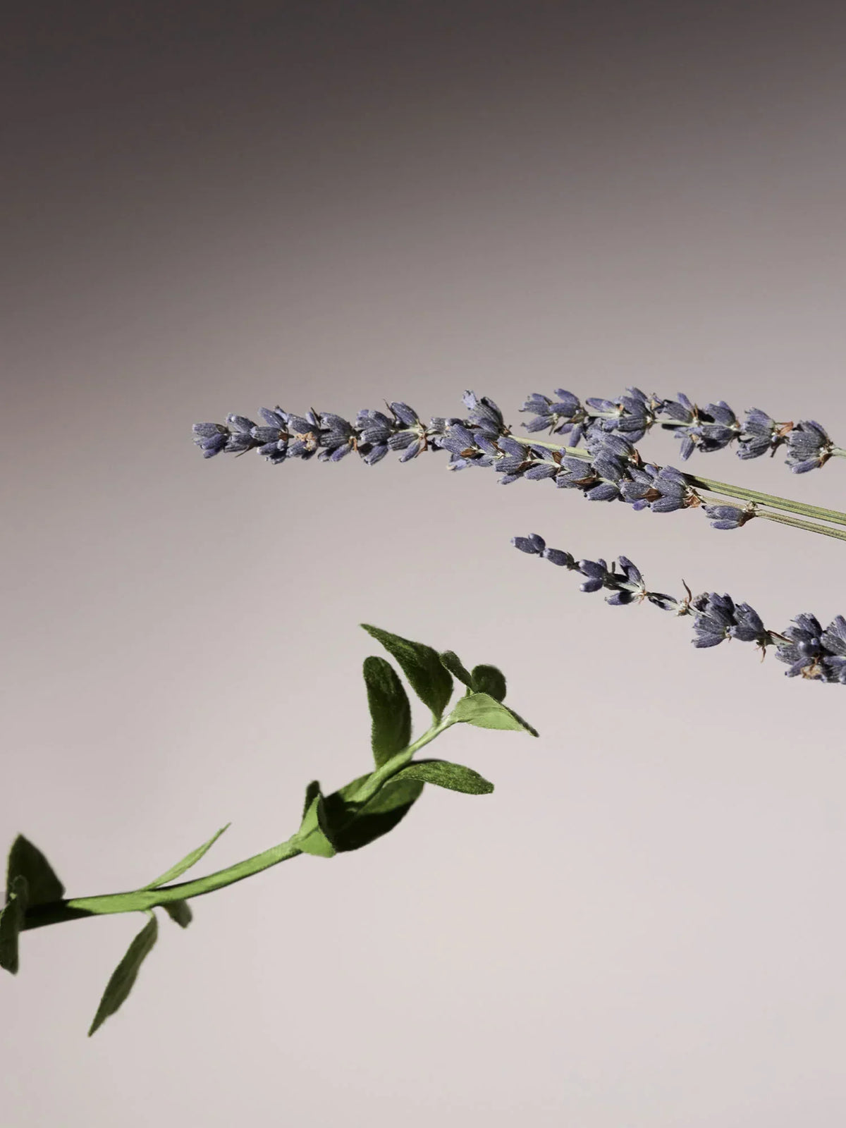 Aromatica Serene Body Oil Lavender & Marjoram 100ml